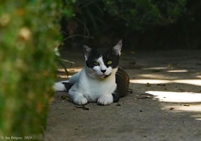 Oliver