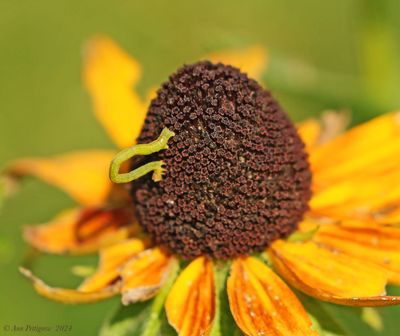 Caterpillars