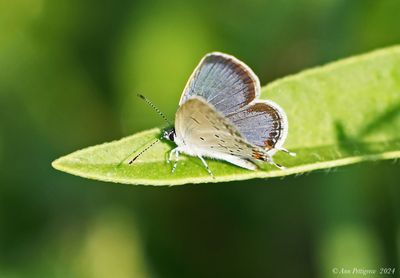 Eastern Tailed-Blue