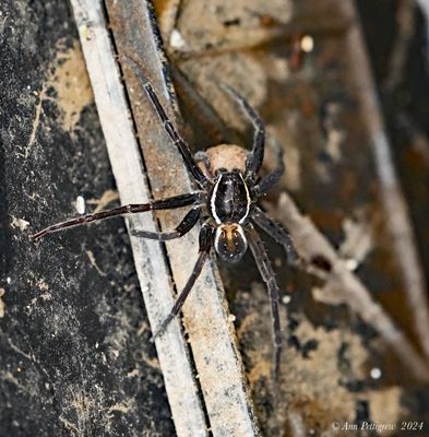 Six-spotted Fishing Spider with Egg Sac