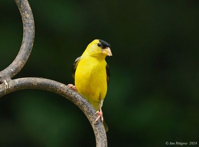 American Goldfinch - male