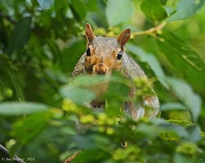 Eastern Gray Squirrel