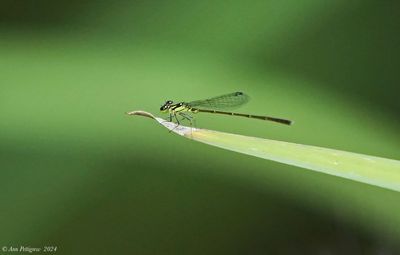 Fragile Forktail - male