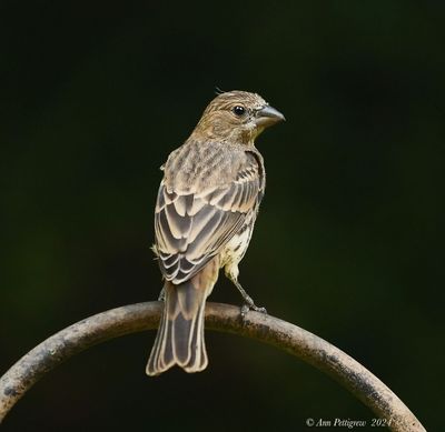 House Finch - female