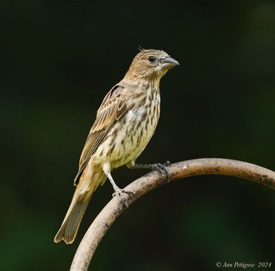 House Finch - female