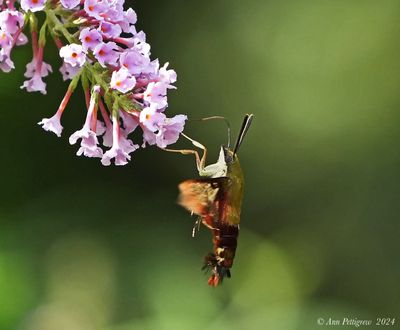 Hummingbird Clearwing