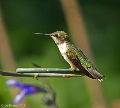 Ruby-throated Hummingbird