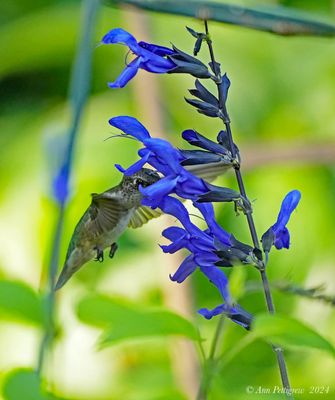Ruby-throated Hummingbird