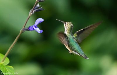 Ruby-throated Hummingbird