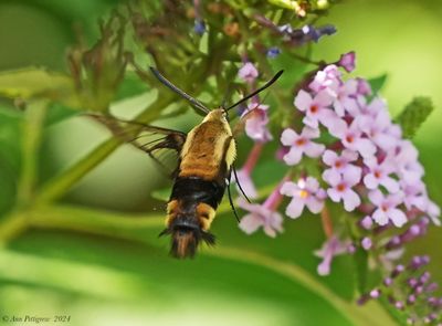 Snowberry Clearwing
