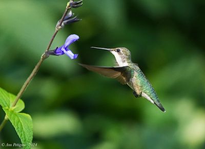 Ruby-throated Hummingbird