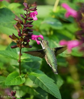 Ruby-throated Hummingbird