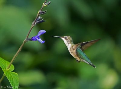 Ruby-throated Hummingbird