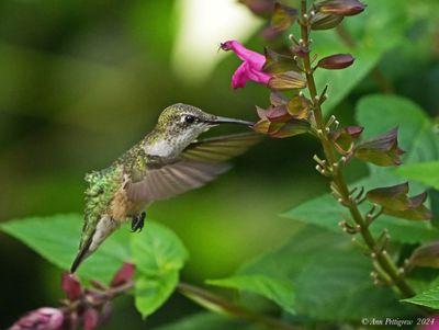 Ruby-throated Hummingbird
