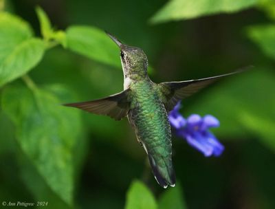 Ruby-throated Hummingbird