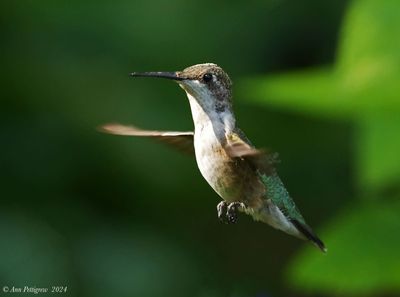 Ruby-throated Hummingbird