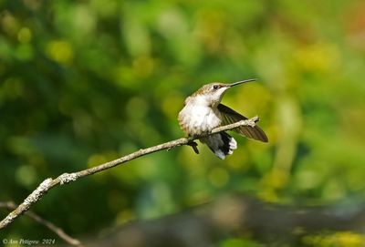 Ruby-throated Hummingbird