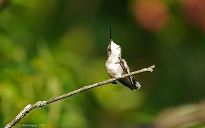 Ruby-throated Hummingbird