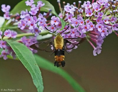 Snowberry Clearwing