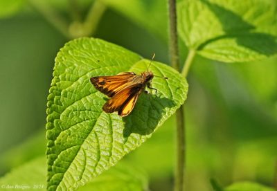 Zabulon Skipper - male