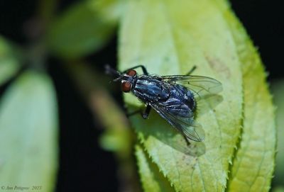 Flesh Fly sp.