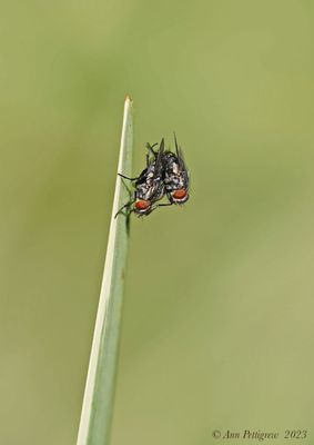 Flesh Fly sp.