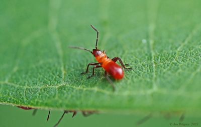 Large Milkweed Bug Nymphs