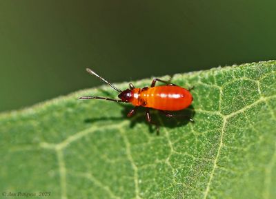 Large Milkweed Bug Nymphs