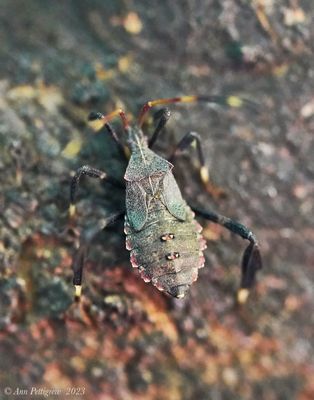 Leaf-footed Bug