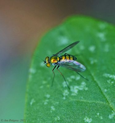 Longlegged Fly