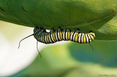 Monarch Caterpillar