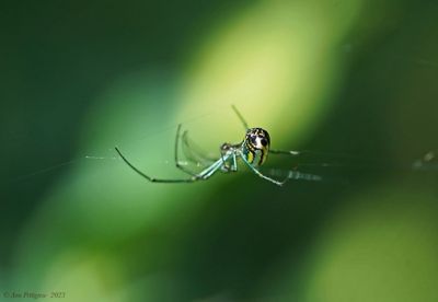 Orchard Orbweaver