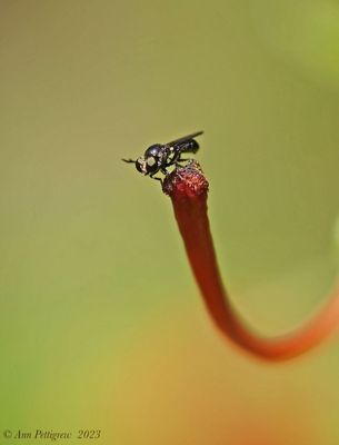 Robber Fly sp.