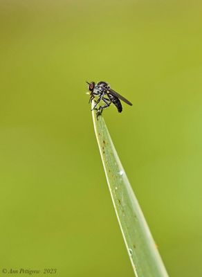 Robber Fly sp.