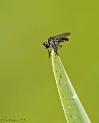 Robber Fly sp.