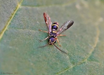 Taeniogonalos gundlachii