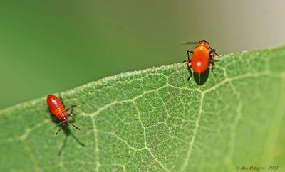 Large Milkweed Bug Nymphs