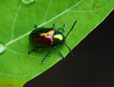Dogbane Beetle