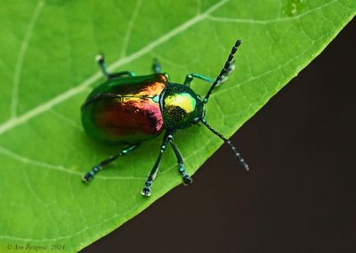 Dogbane Beetle