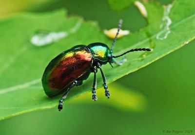 Dogbane Beetle