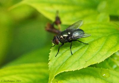 Common Green Bottle Fly