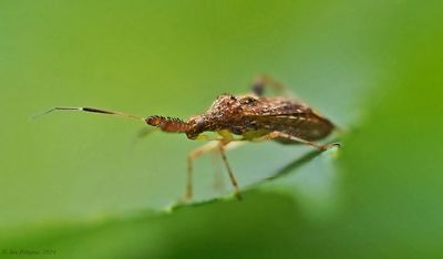 Assssin Bug sp.
