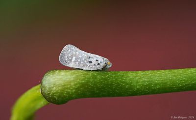 Citrus Flatid Planthopper