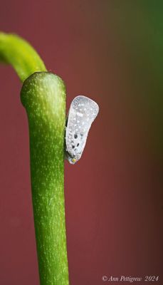 Citrus Flatid Planthopper