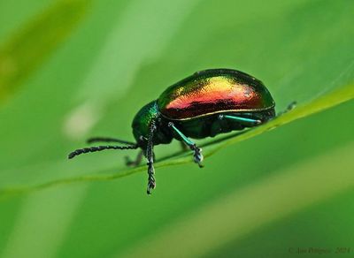 Dogbane Beetle