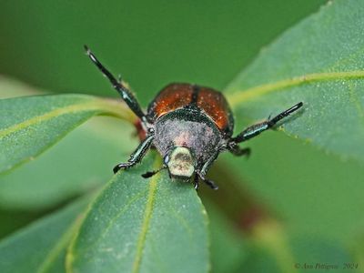 Japanese Beetle