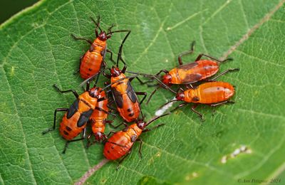 Large Milkweed Bug Nymphs