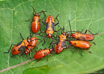 Large Milkweed Bug Nymphs