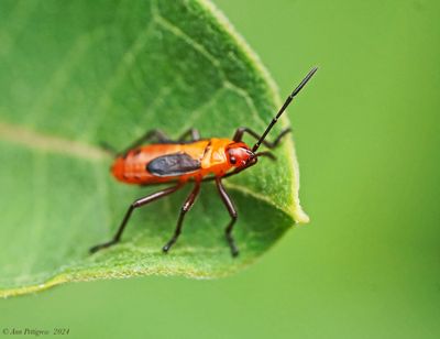 Large Milkweed Bug Nymphs