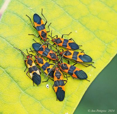 Large Milkweed Bugs